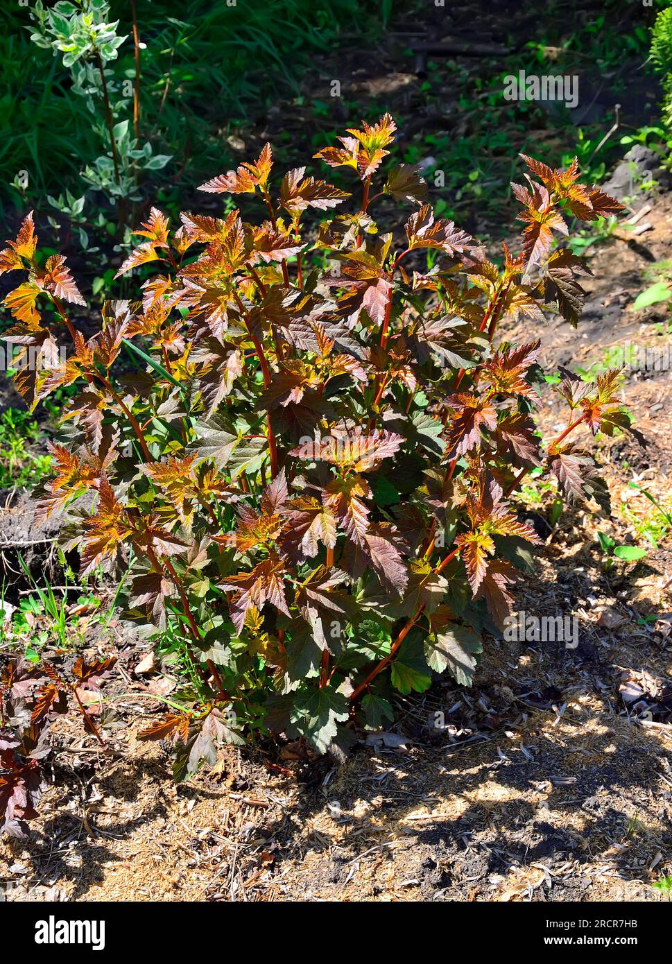 Bush of Viburnum bladder (Physocarpus opulifolius or Spiraea opulifolia), variety Andre with colorful leaves: red - orange, purple -green, yellow. Dec Stock Photo