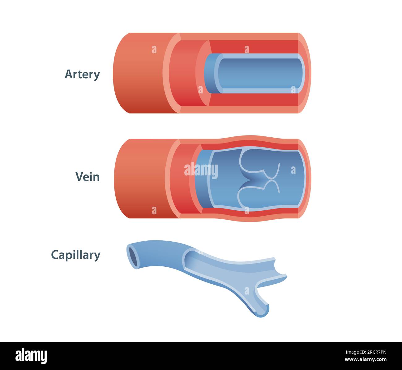 Three Types Of Blood Vessels Stock Photo Alamy