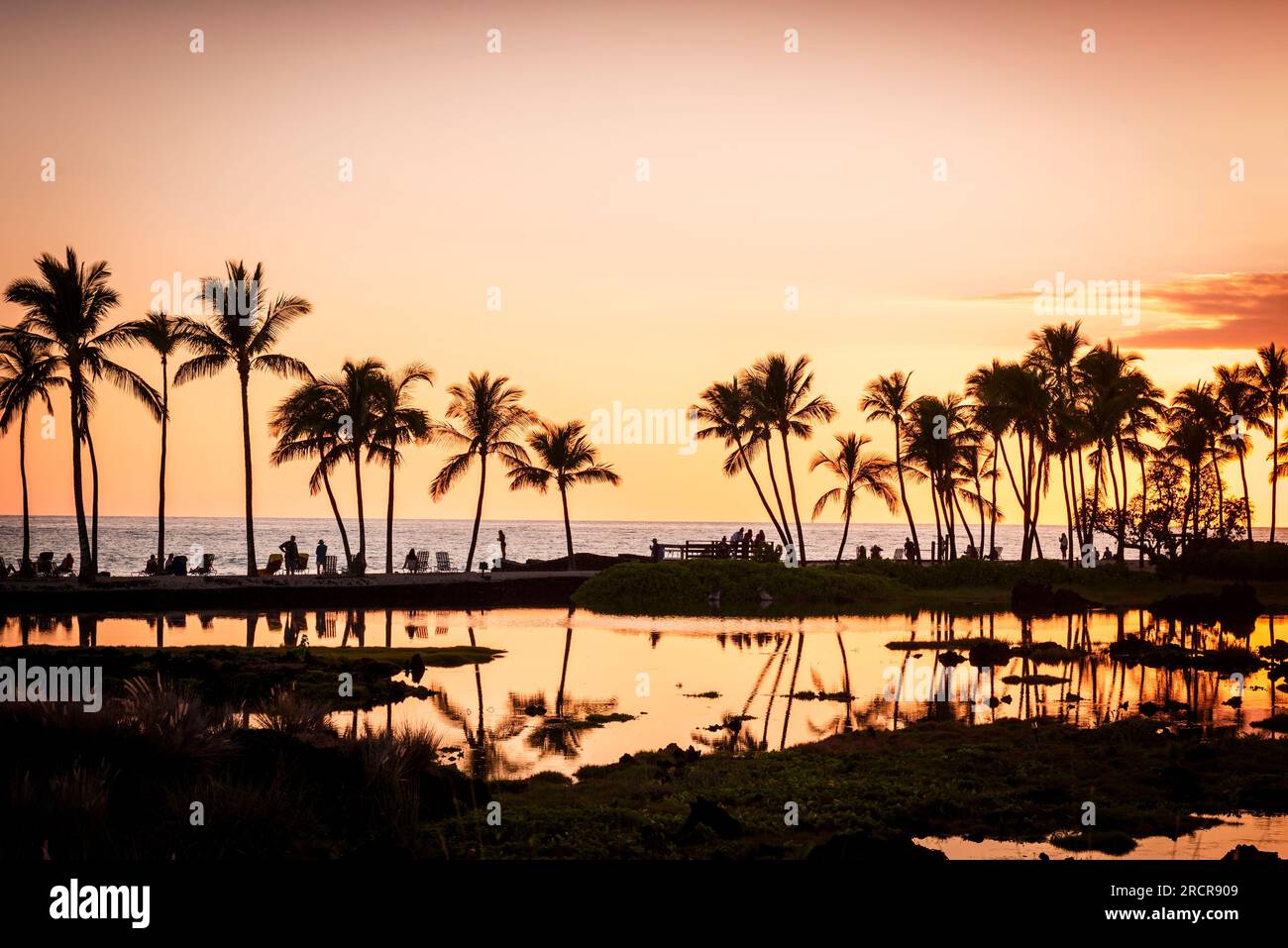 Hawaiian ocean fish hi-res stock photography and images - Alamy