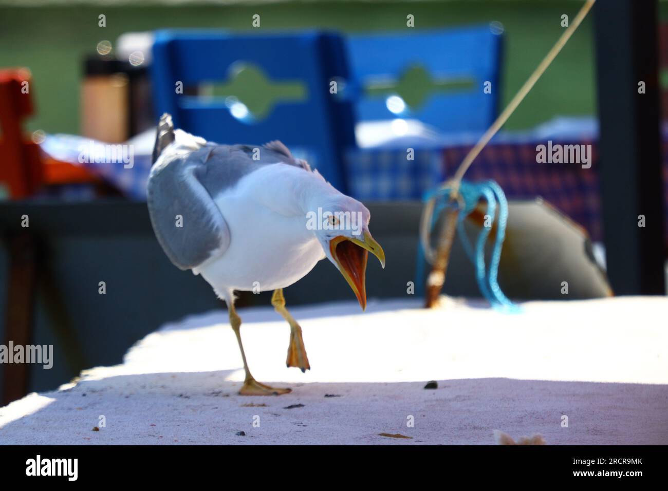 Seagull with its mouth wide open. Stock Photo