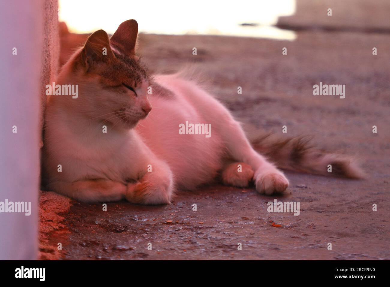White gray cat is sleeping by the wall Stock Photo - Alamy
