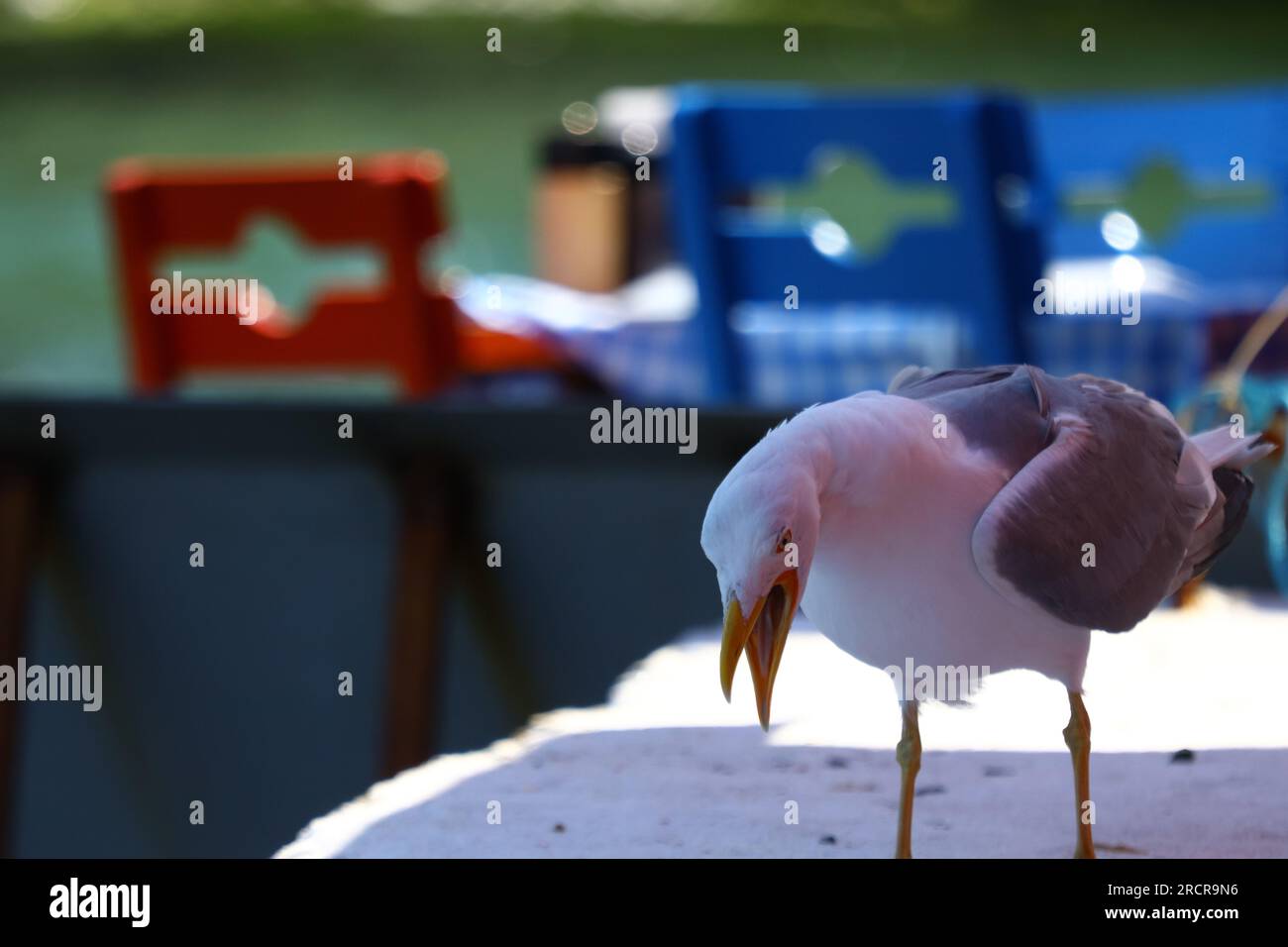 Seagull with its mouth wide open. Stock Photo