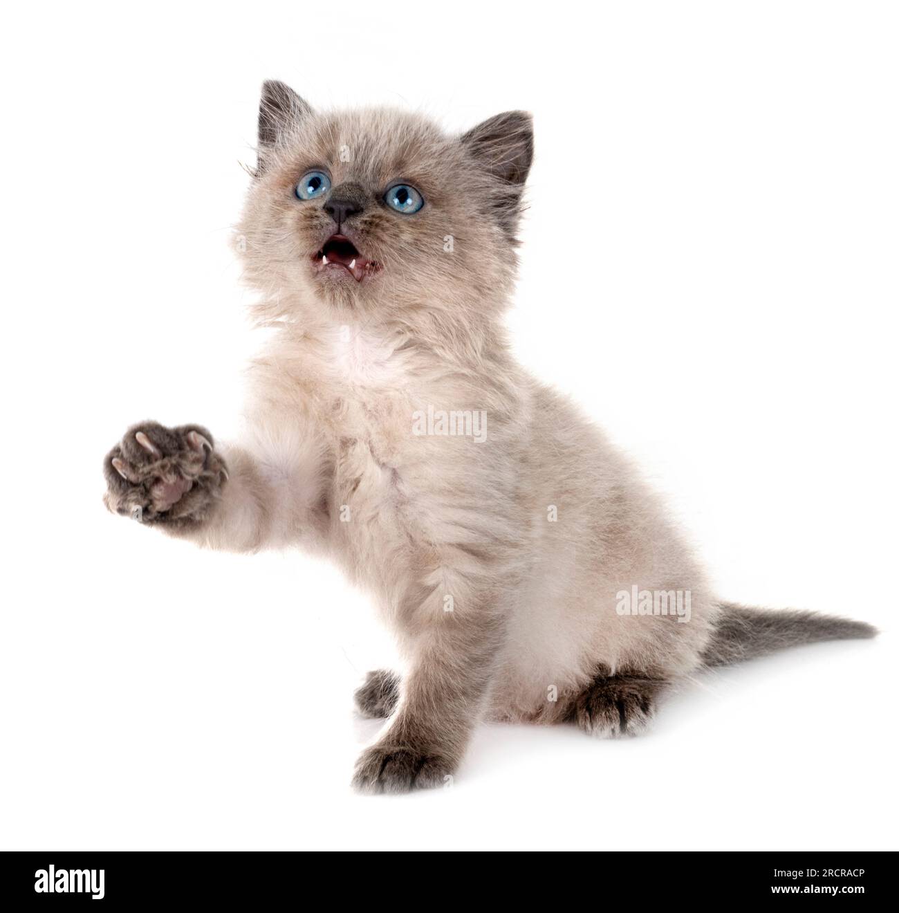 siamese kitten in front of white background Stock Photo