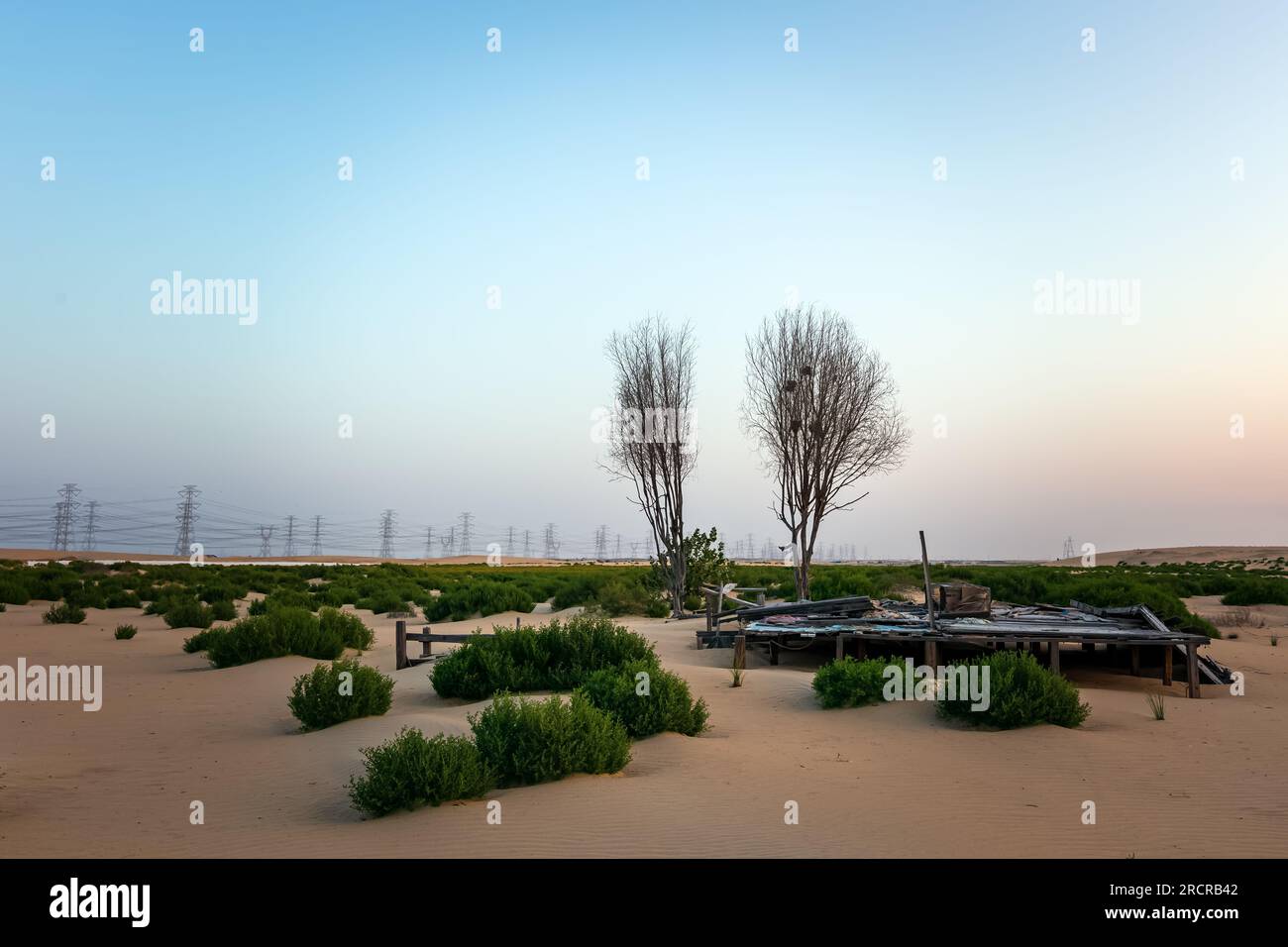Green Desert near Al Hofuf Saudi Arabia. Stock Photo