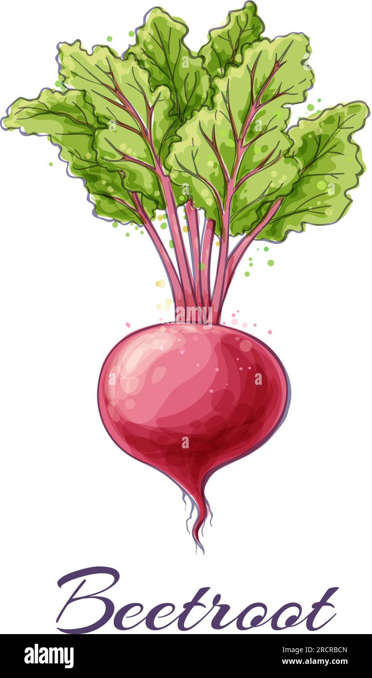 Beet watercolor sketch Stock Vector