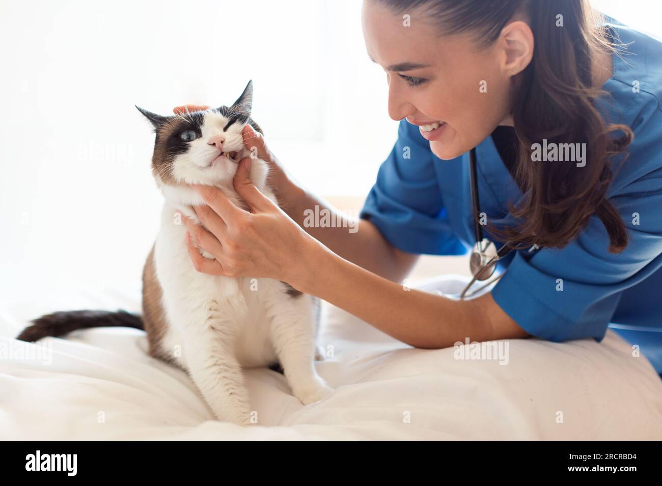 Veterinarian Doctor Woman Examining Cat's Teeth At Modern Veterinary Clinic Stock Photo