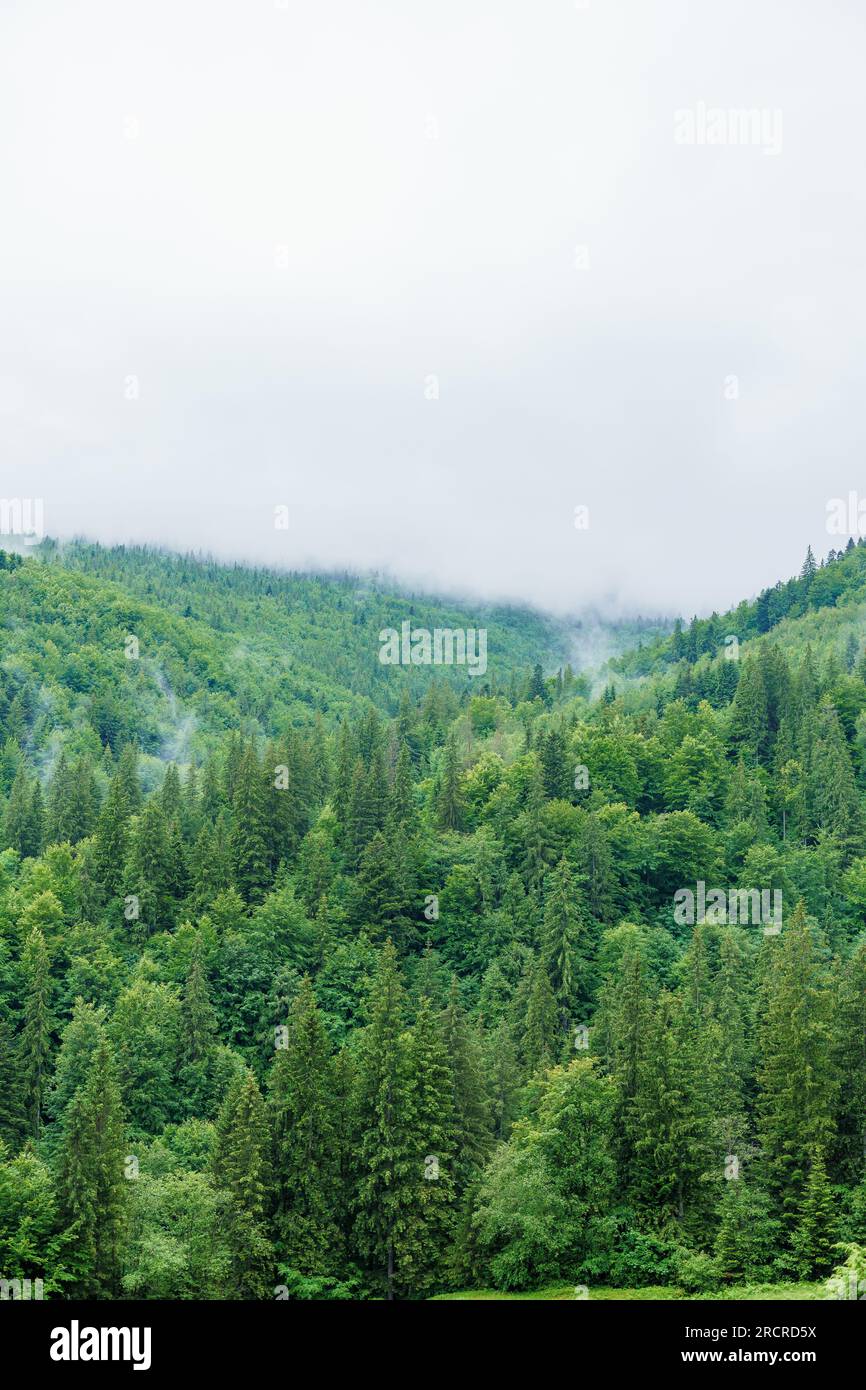 Mountain forest. Landscape of the forest in the mountains of the Ukrainian Carpathians Stock Photo