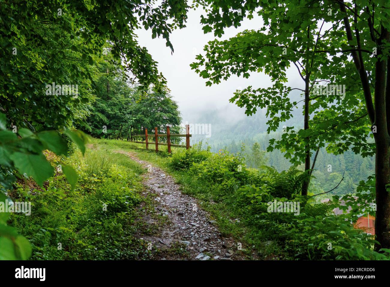 Mountain forest. Landscape of the forest in the mountains of the Ukrainian Carpathians Stock Photo