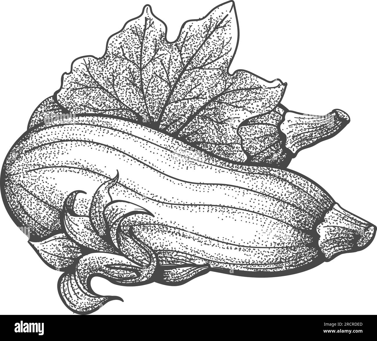 Fresh squash plant sketch Stock Vector