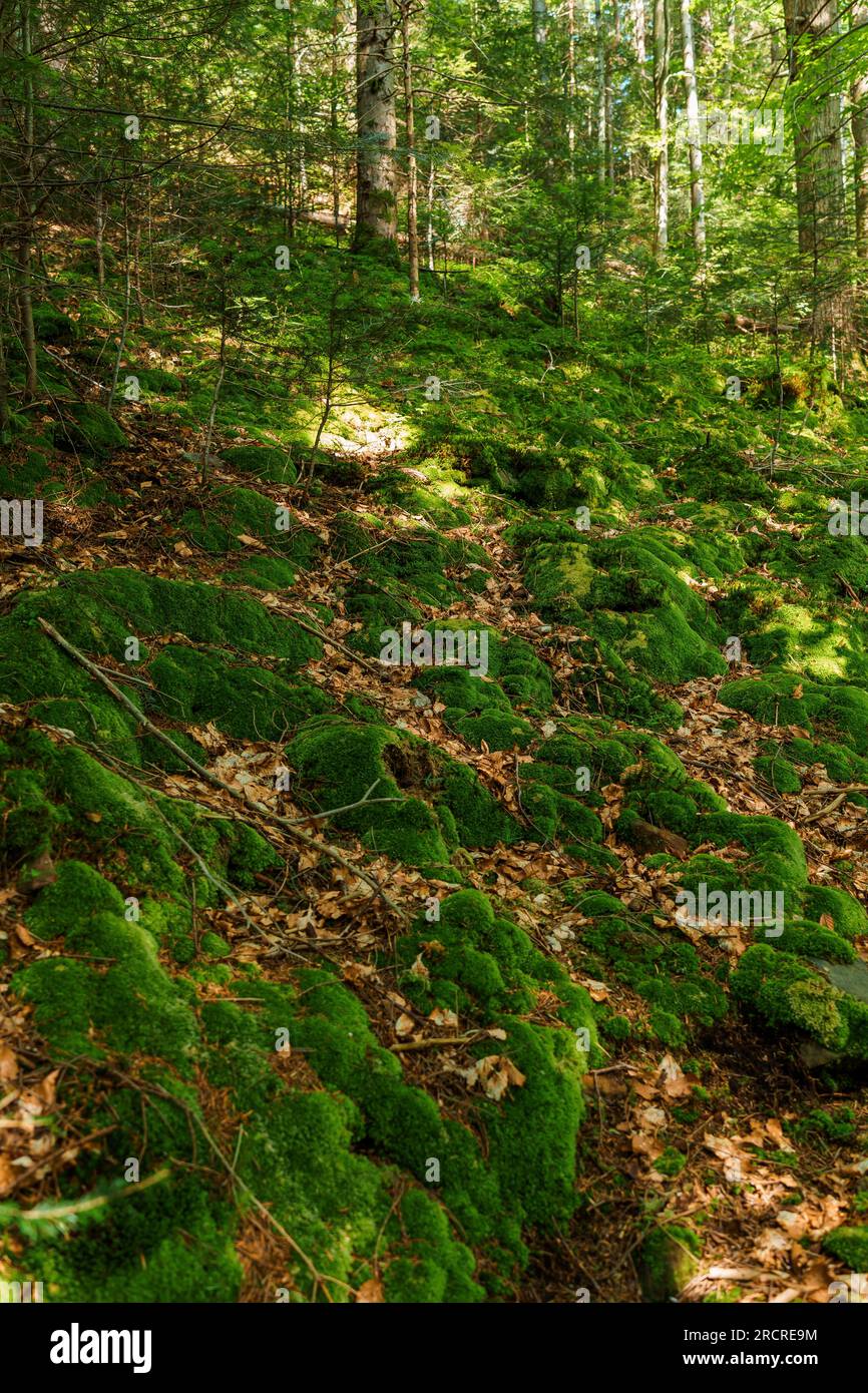 Mountain landscape. Moss in the mountain forest Stock Photo