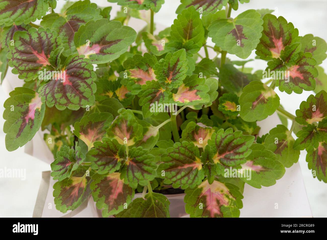 Close up leaves of cultivar of Coleus scutellarioides plant Stock Photo
