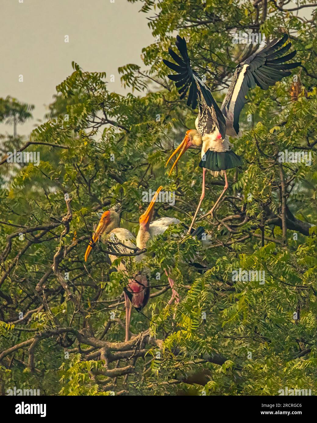 Painted Storks in fight on a tree Stock Photo