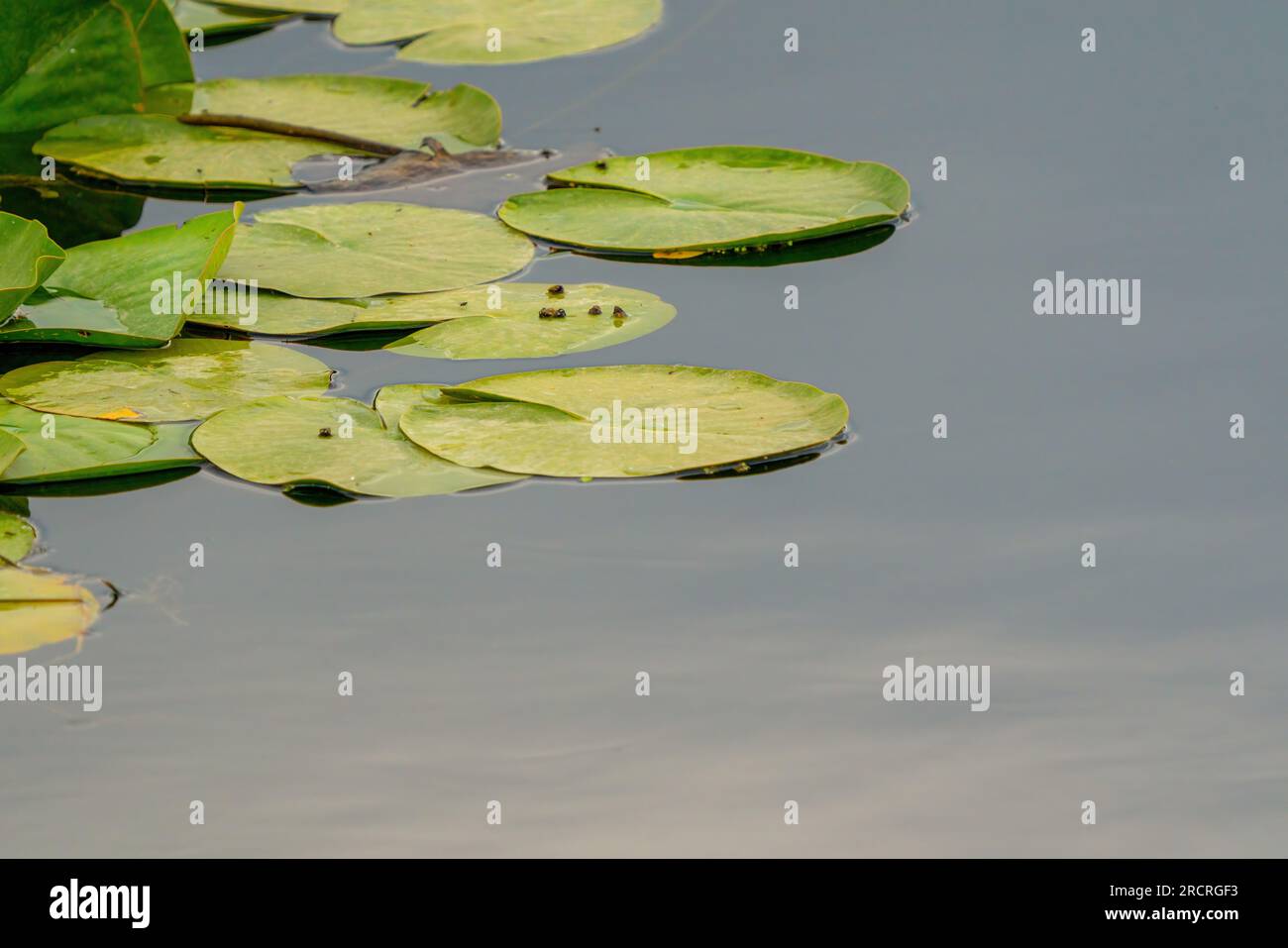 Lotus flower petals floating in water Stock Photo Alamy