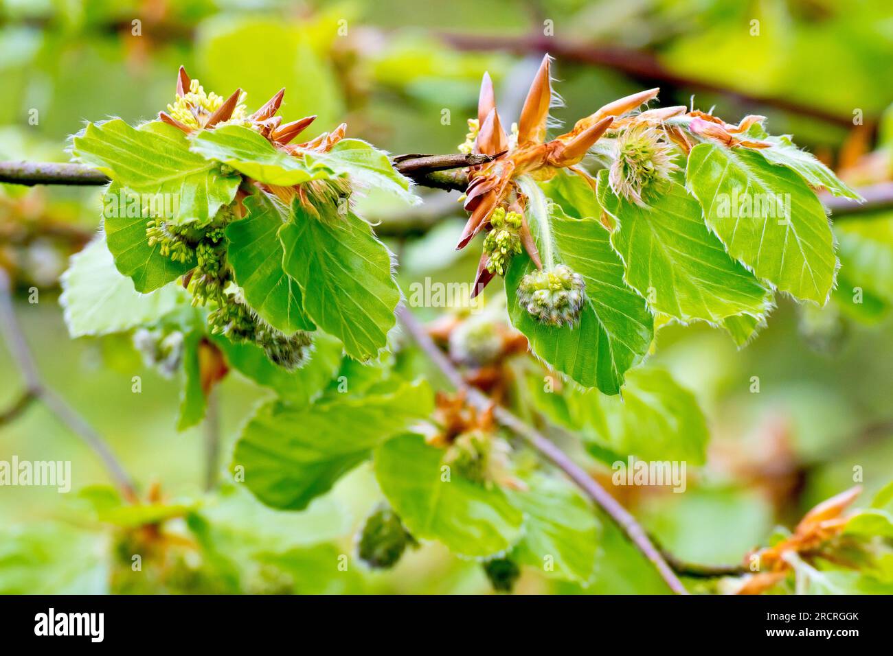 Beech (fagus sylvatica), close up showing the male and female flowers of the tree growing amongst the new leaves put out in the spring. Stock Photo
