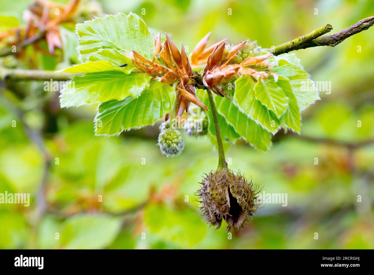 Beech (fagus sylvatica), close up showing the male flowers of the tree growing amongst the new leaves put out in the spring. Stock Photo