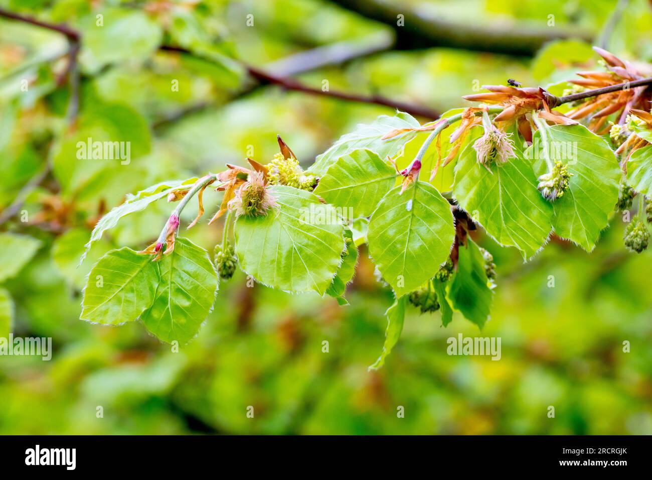 Beech (fagus sylvatica), close up showing the male and female flowers of the tree growing amongst the new leaves put out in the spring. Stock Photo