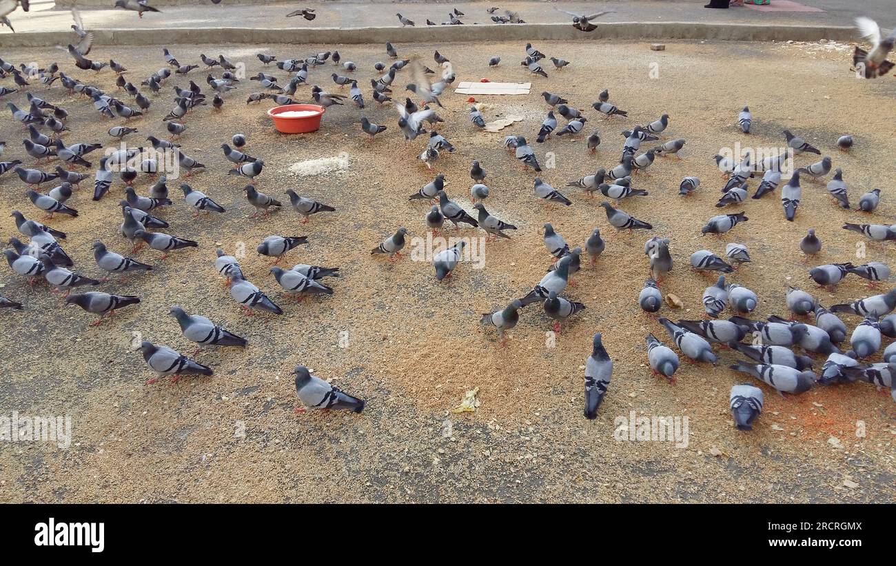 A large flock of gray pigeons pecked at the food scattered on the asphalt near Makkah, Saudi Arabia. The birds seemed oblivious to the traffic and the Stock Photo