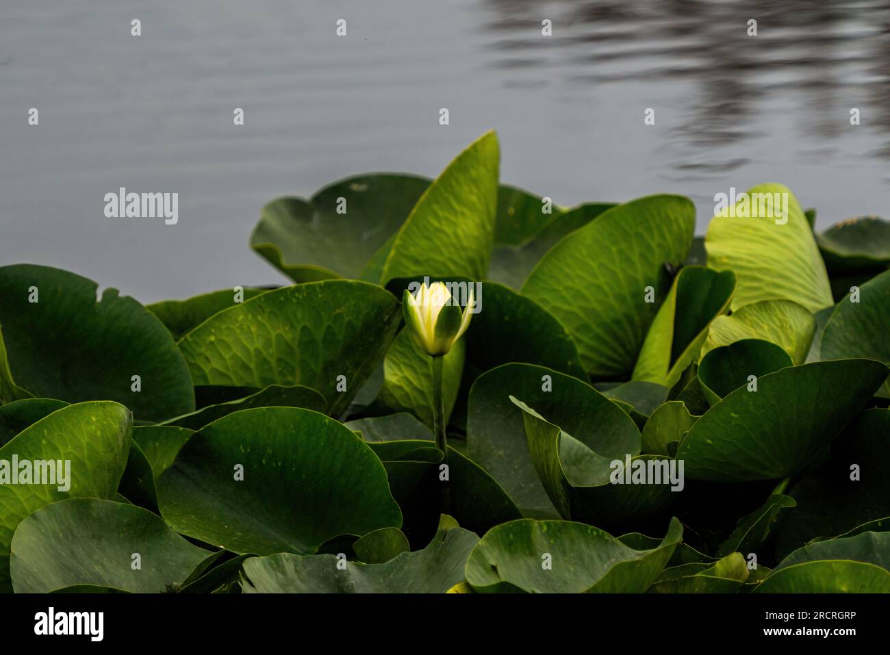 Lotus flower petals floating in water Stock Photo Alamy