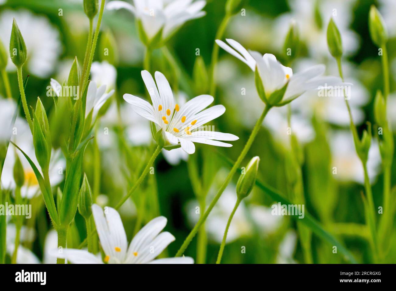 Greater Stitchwort (stellaria holostea), close up focusing on a single white flower of the common woodland plant growing amongst many others. Stock Photo