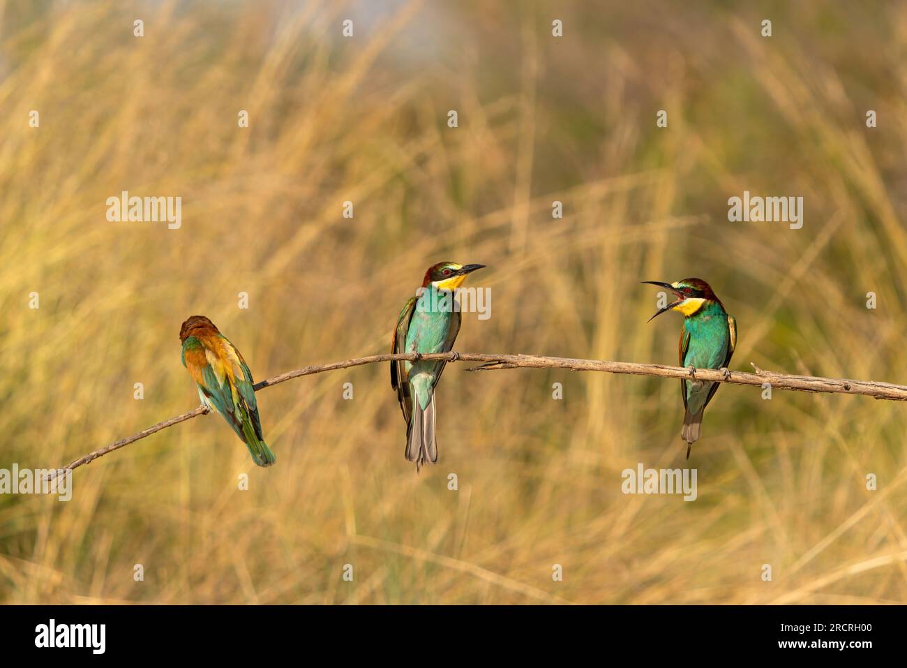 The bee-eater on its perch. Colorful birds. Stock Photo