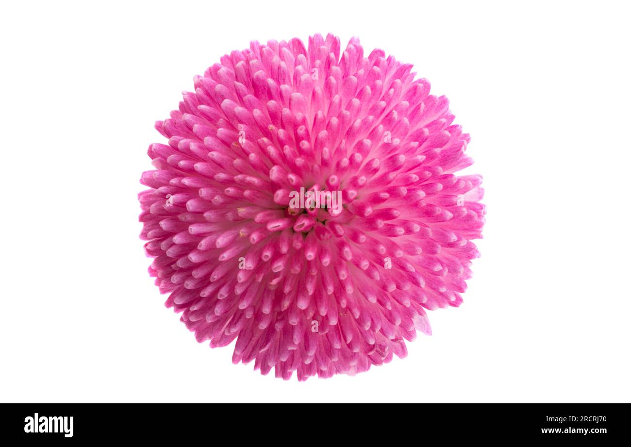 daisy flower isolated on white background Stock Photo - Alamy