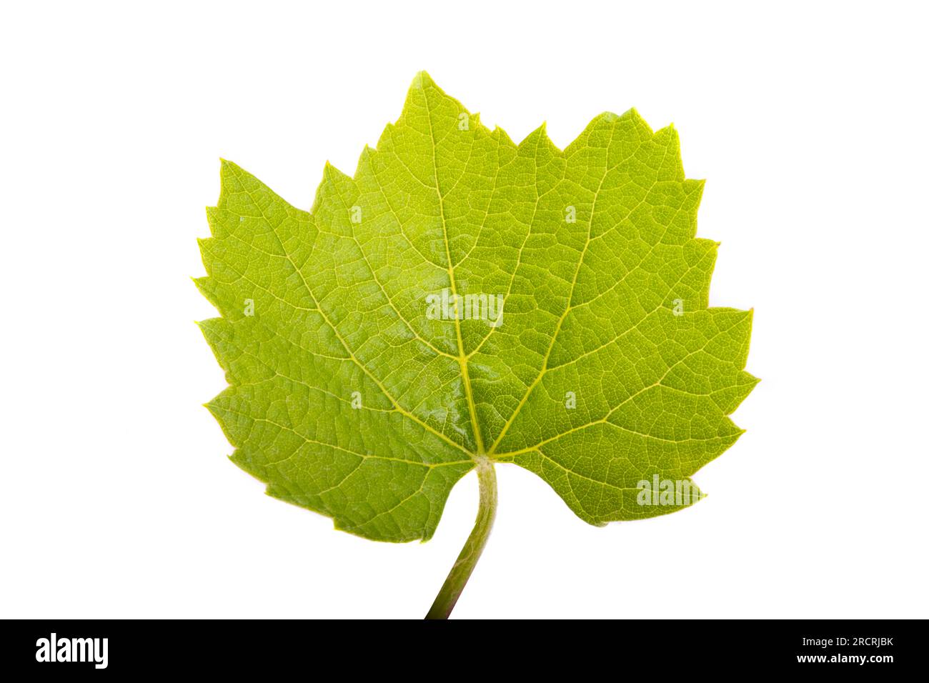 young vine isolated on white background Stock Photo - Alamy