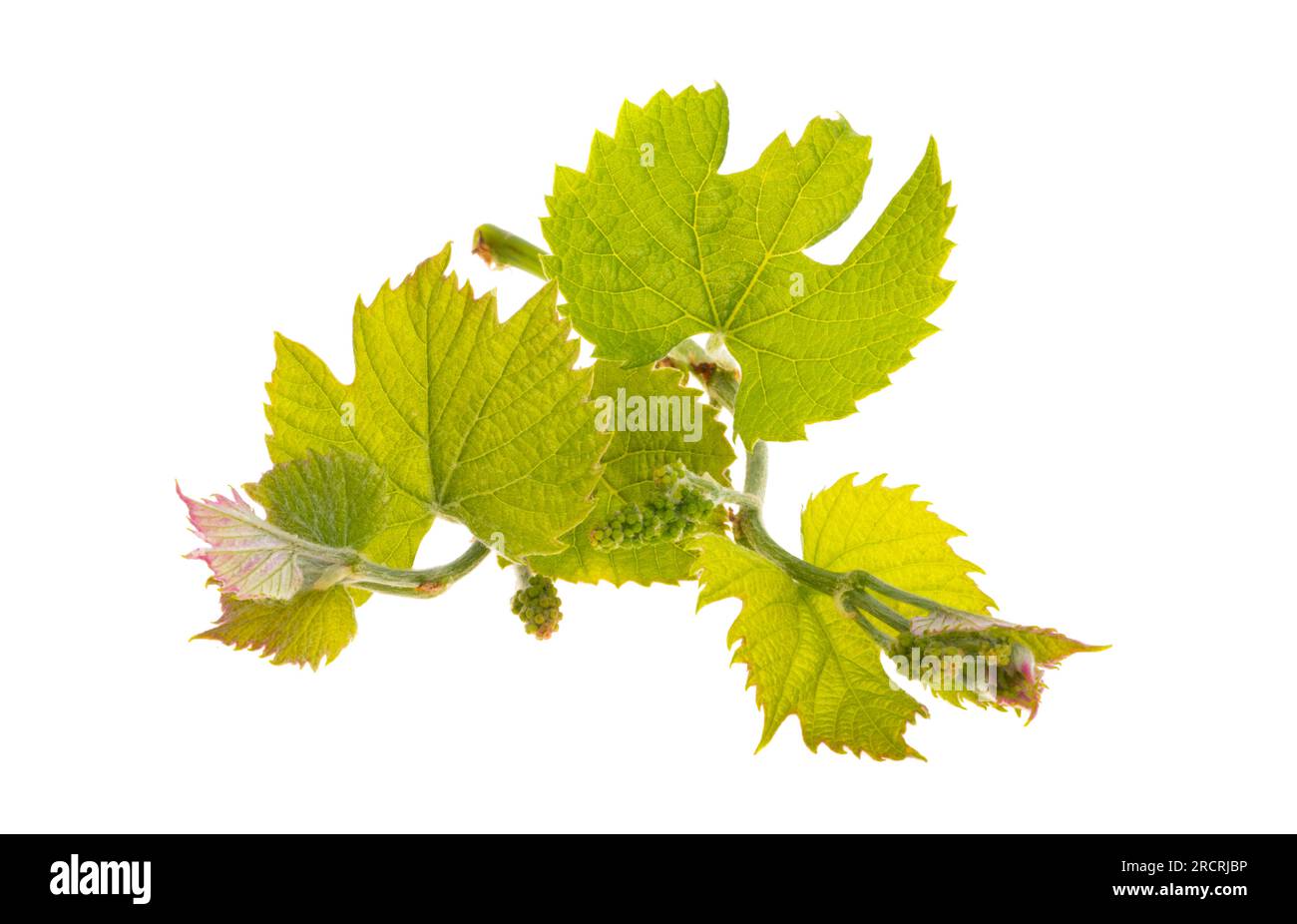 young vine isolated on white background Stock Photo - Alamy