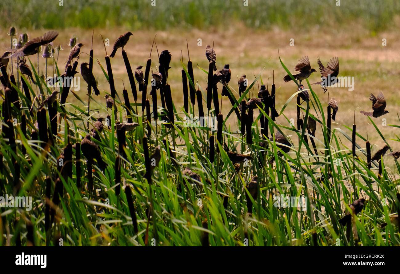 Red winged blackbirds roost in the wetland Stock Photo