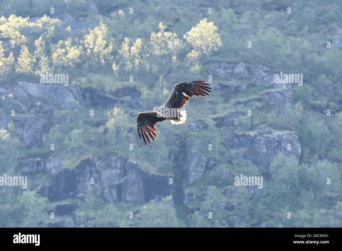 Eagle habitat hi-res stock photography and images - Alamy