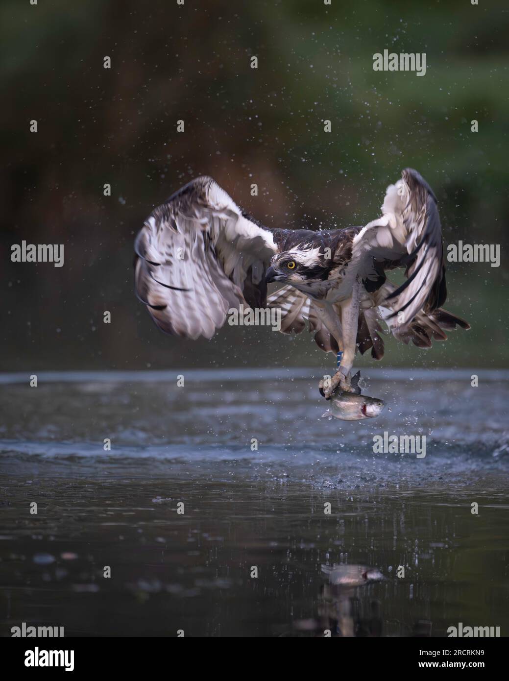 Osprey Stock Photo