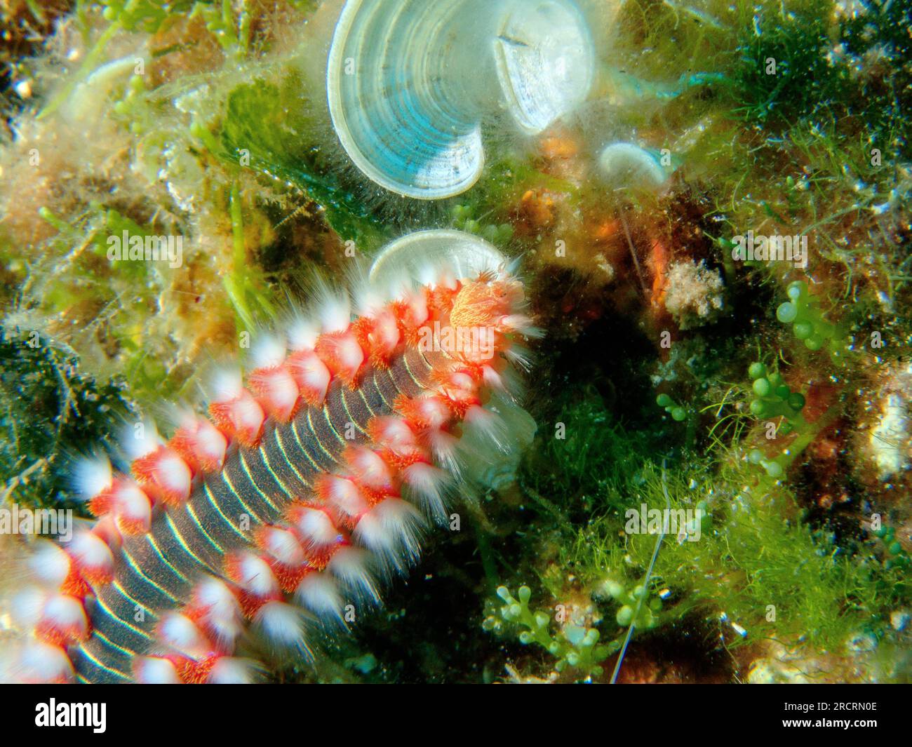 Bearded fireworm - Hermodice carunculata - marine bristleworm Stock Photo