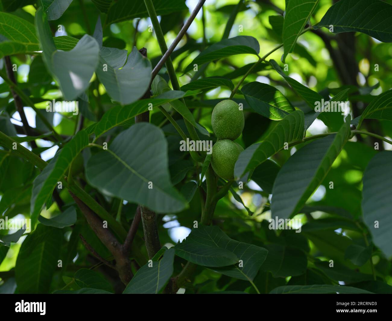 Unripe walnuts growing on a walnut tree. Close up. Stock Photo