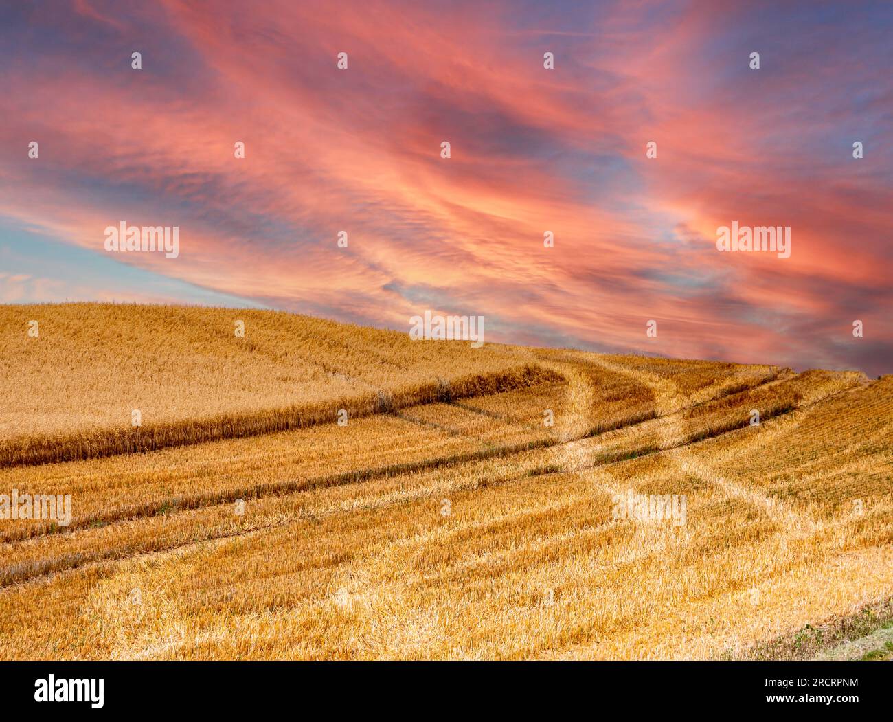 field of wheat with rain clouds in the background Stock Photo - Alamy