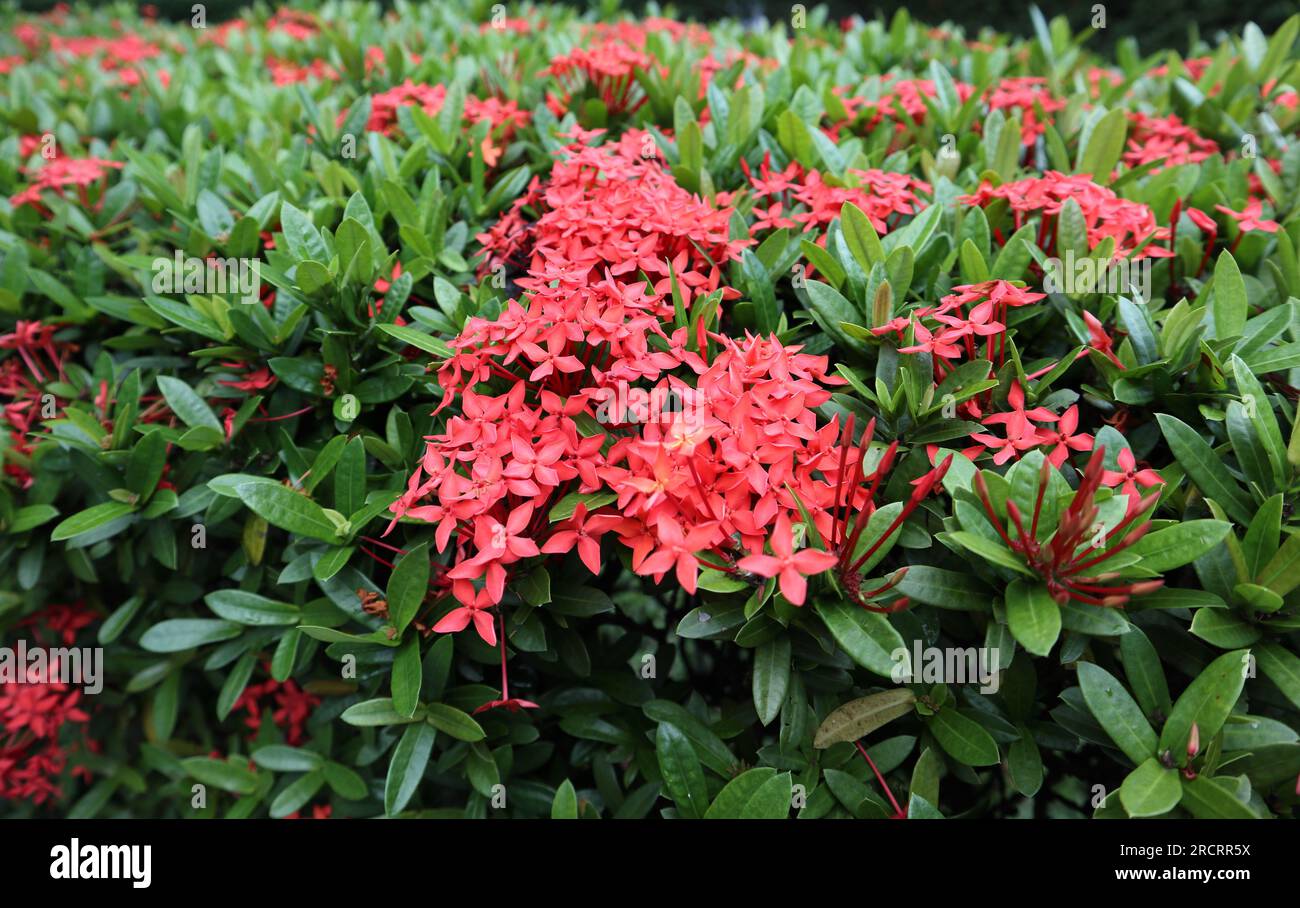 Close up view of the flower clusters of a Jungle Geranium (Ixora Coccinea) plant cultivated as a bio fence Stock Photo