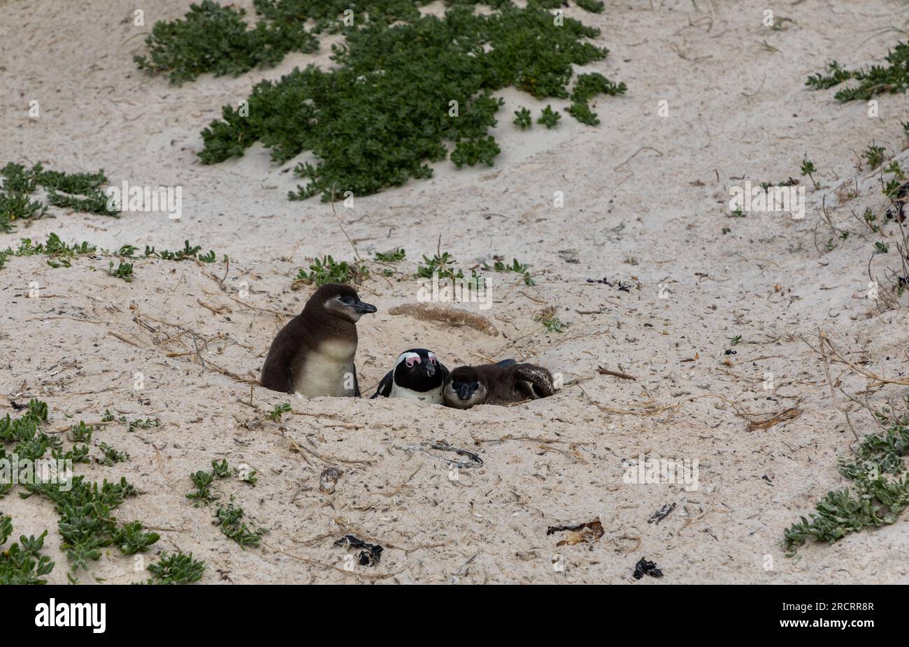 Baby African penguins in their nest on a beach with their mother