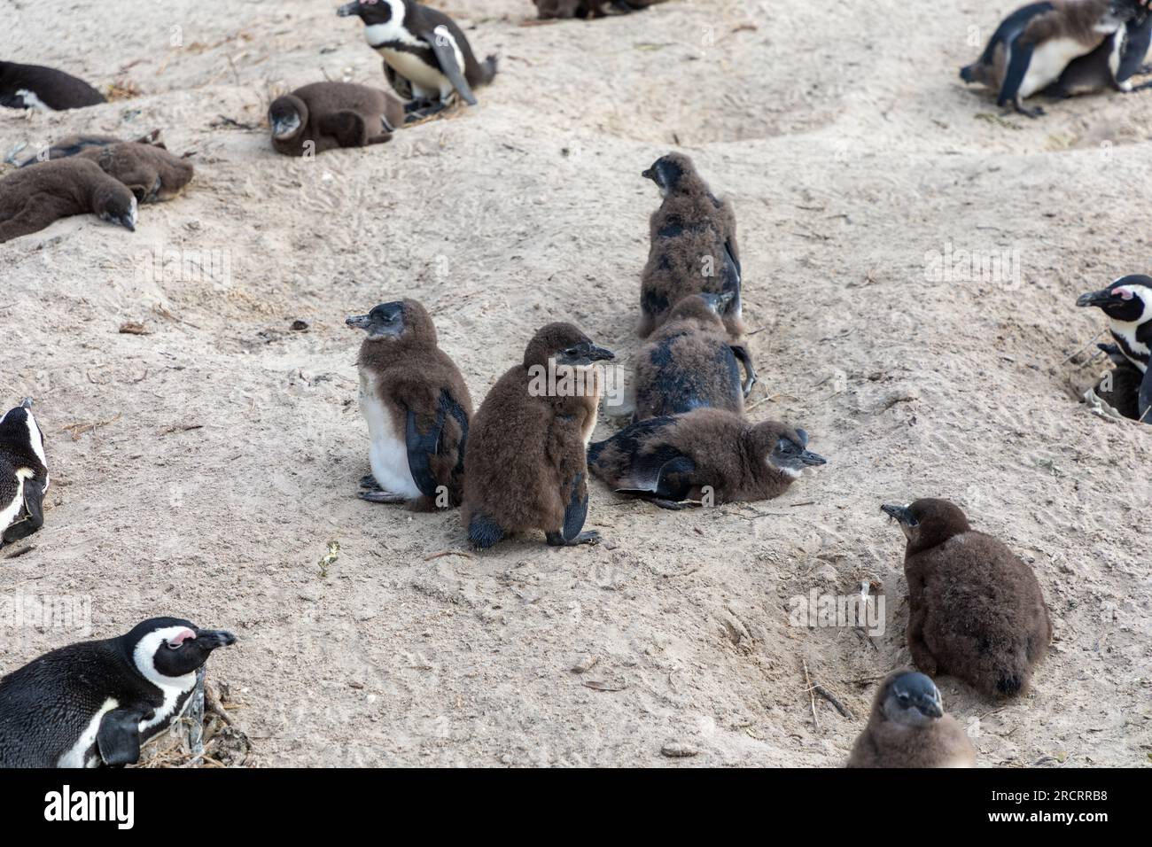 A group of Penguin nestlings around their nesting site on a beach in South Africa. Stock Photo