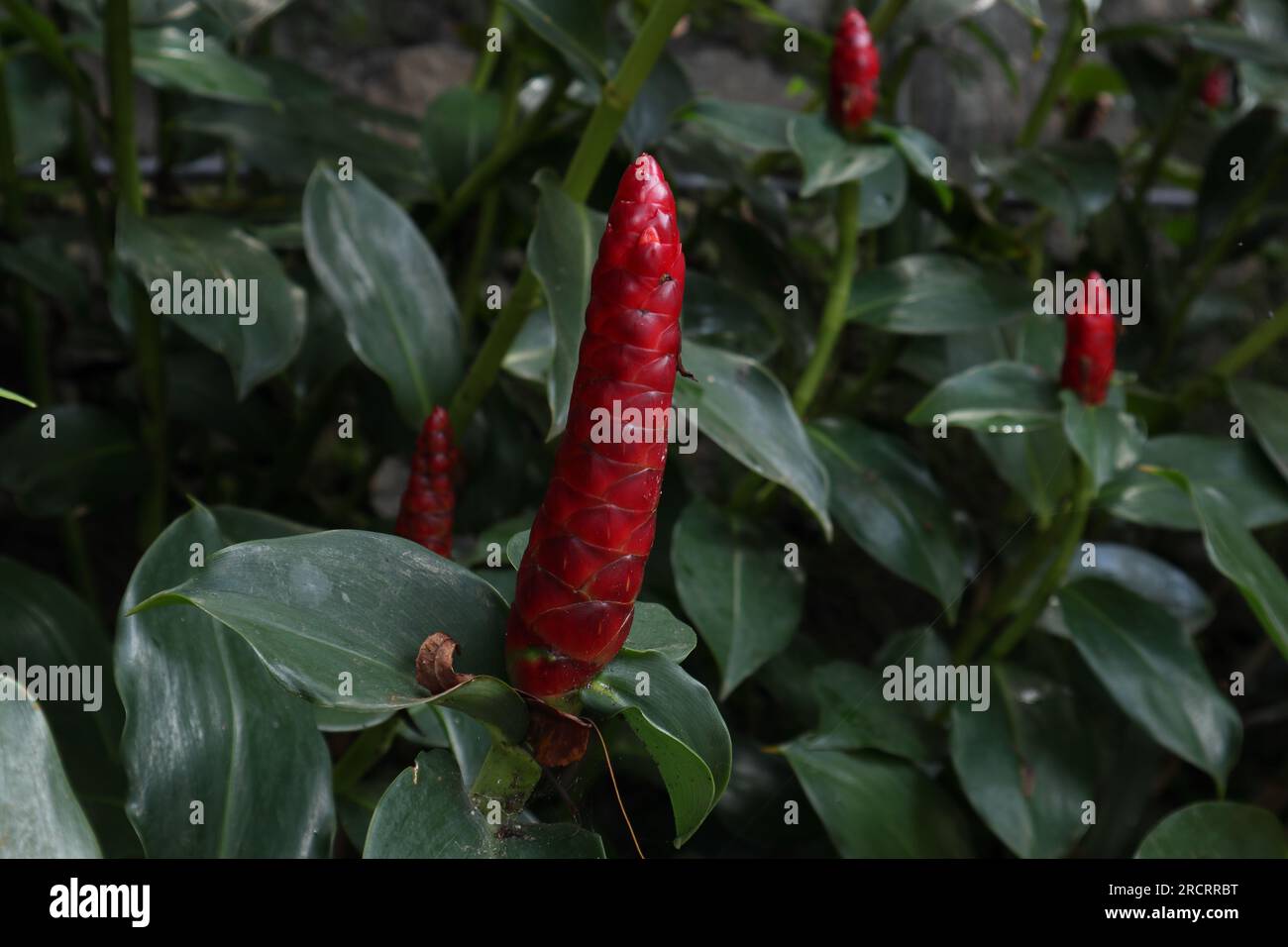 Closeup view of a Red Button Ginger flower inflorescence (Costus Woodsonii) in the garden Stock Photo