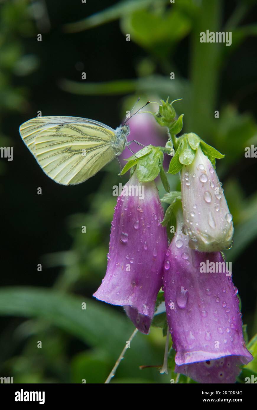 Green-veined white on flower of flower of Foxglove, covered with dewdrops Stock Photo