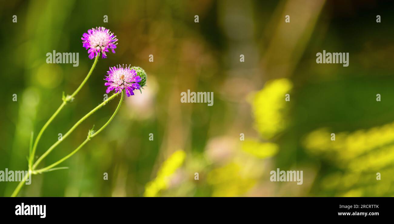 Flowers, field scabious plant on green blurred grass. Banner background with copy space for text. Stock Photo