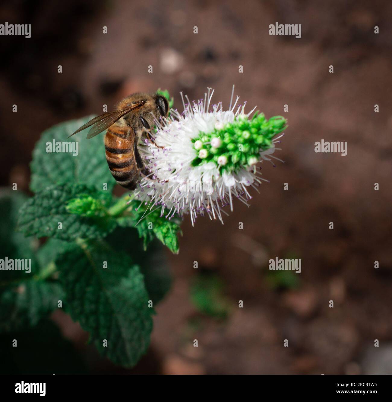 Bee enjoying sweet nectar from a medicinal mint plant filled with white