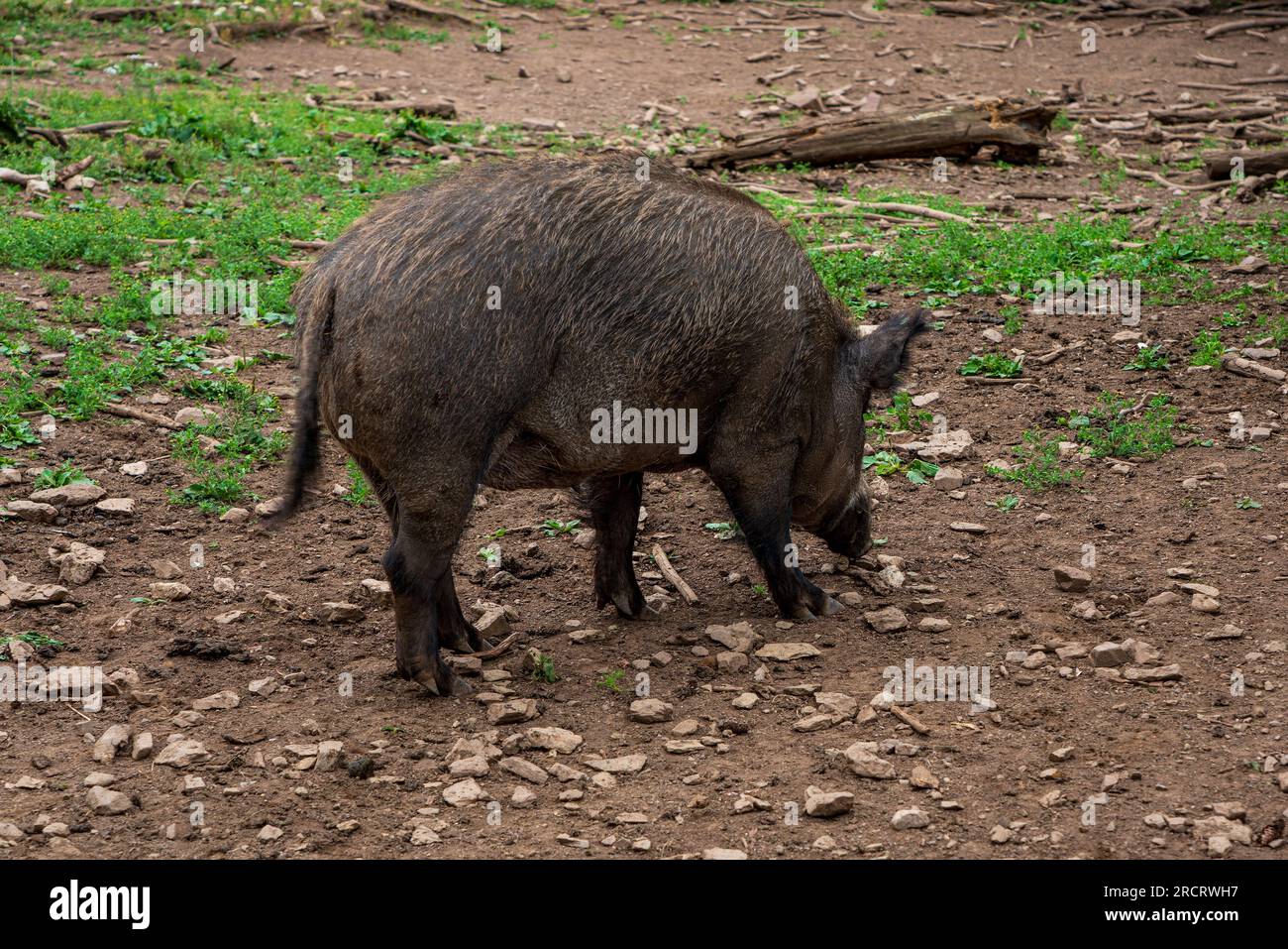Wild boar in the forest in Germany. Stock Photo