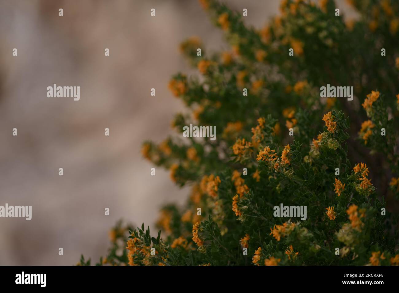 Medicago arborea blossom with copy space background, shallow focus Stock Photo