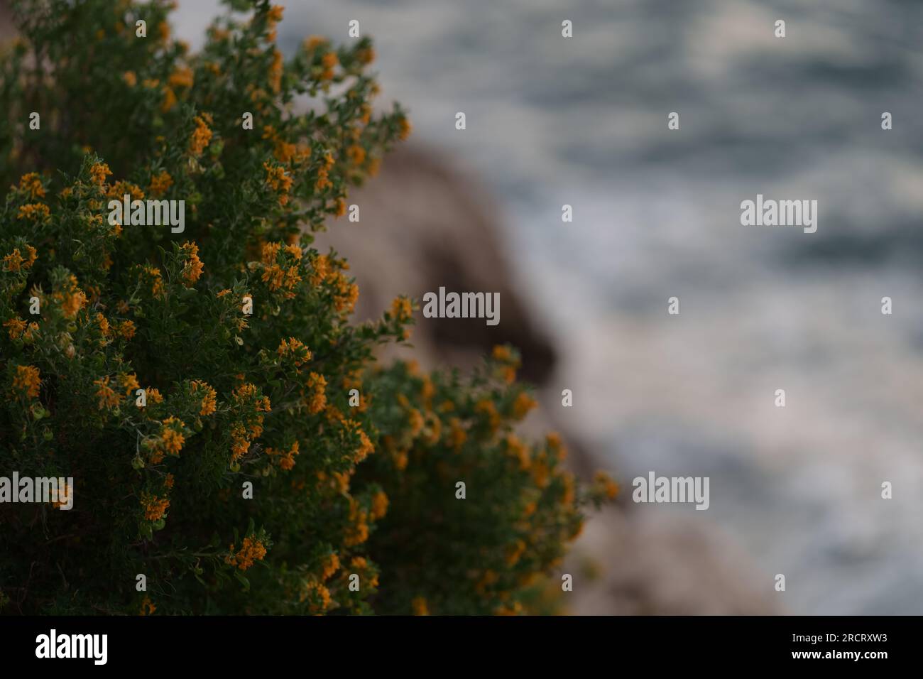 Medicago arborea blossom with copy space background, shallow focus Stock Photo