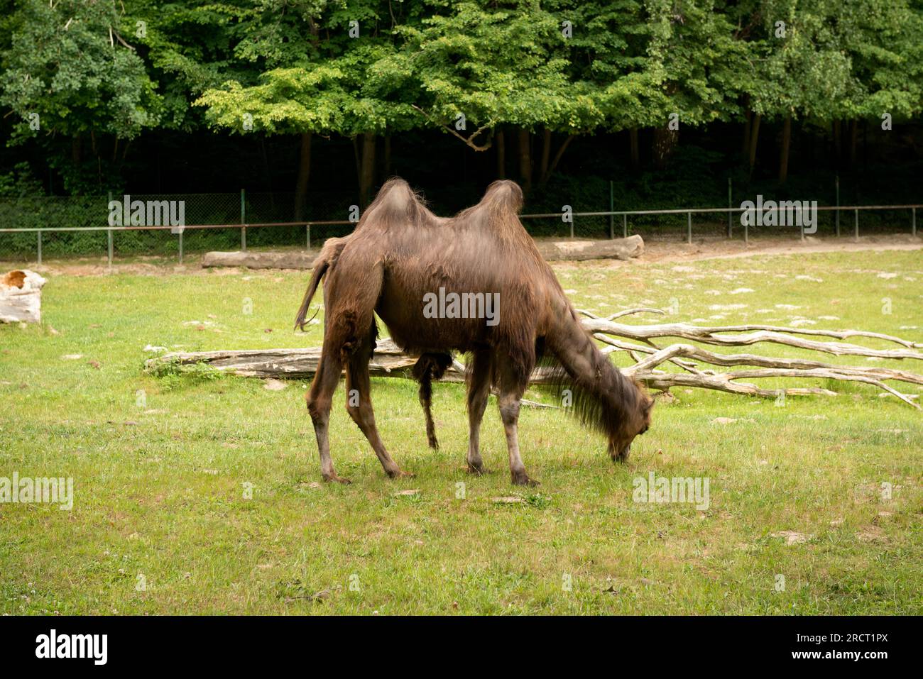 Adult Bactrian Camel or Camelus bactrianus two-humped camel grazing in the Gdansk Zoo, Gdansk, Poland Stock Photo