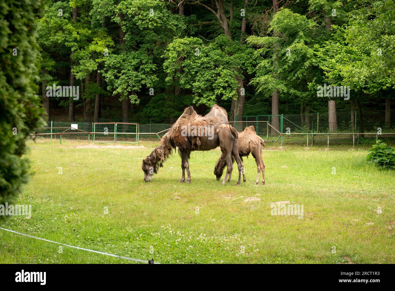 Adult Bactrian Camel or Camelus bactrianus and calf two-humped camels grazing in the Gdansk Zoo, Gdansk, Poland Stock Photo