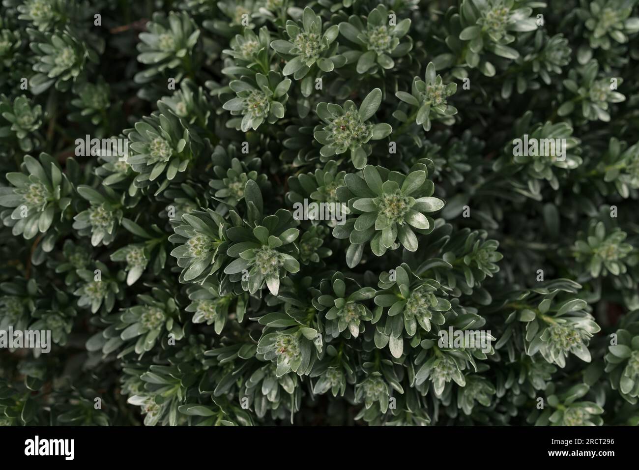 Shrubby bindweed also called Convolvulus cneorum closeup photo, shallow focus Stock Photo