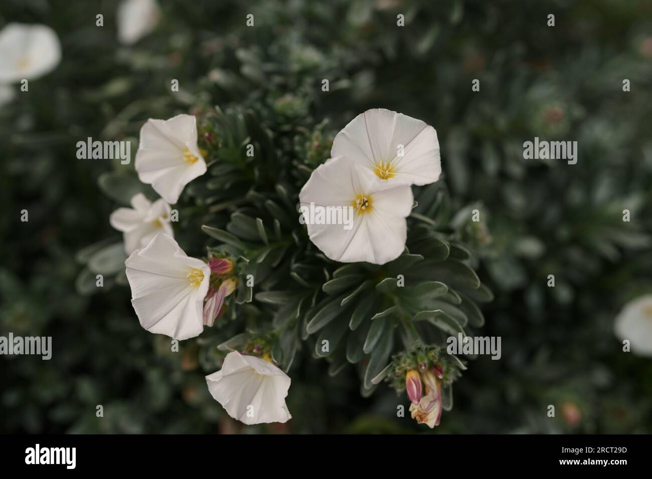 Blossoming Shrubby bindweed also called Convolvulus cneorum closeup photo, shallow focus Stock Photo