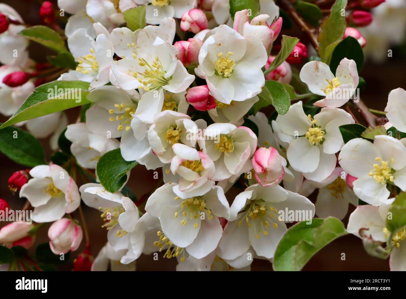 Fruit tree in bloom in Lakewood, Ohio, USA Stock Photo Alamy