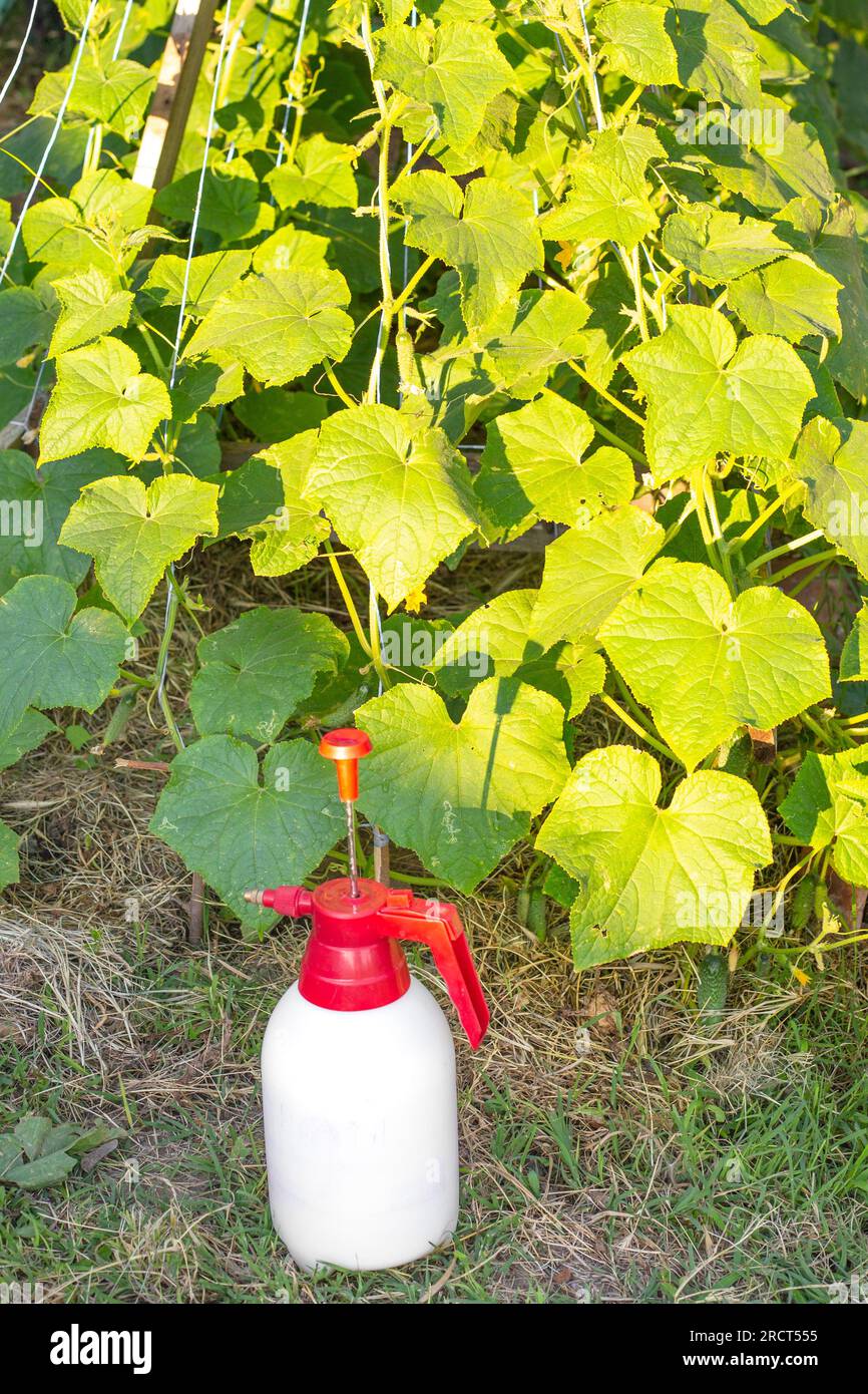 Hand sprayer for plants in the garden next to the cucumber bed