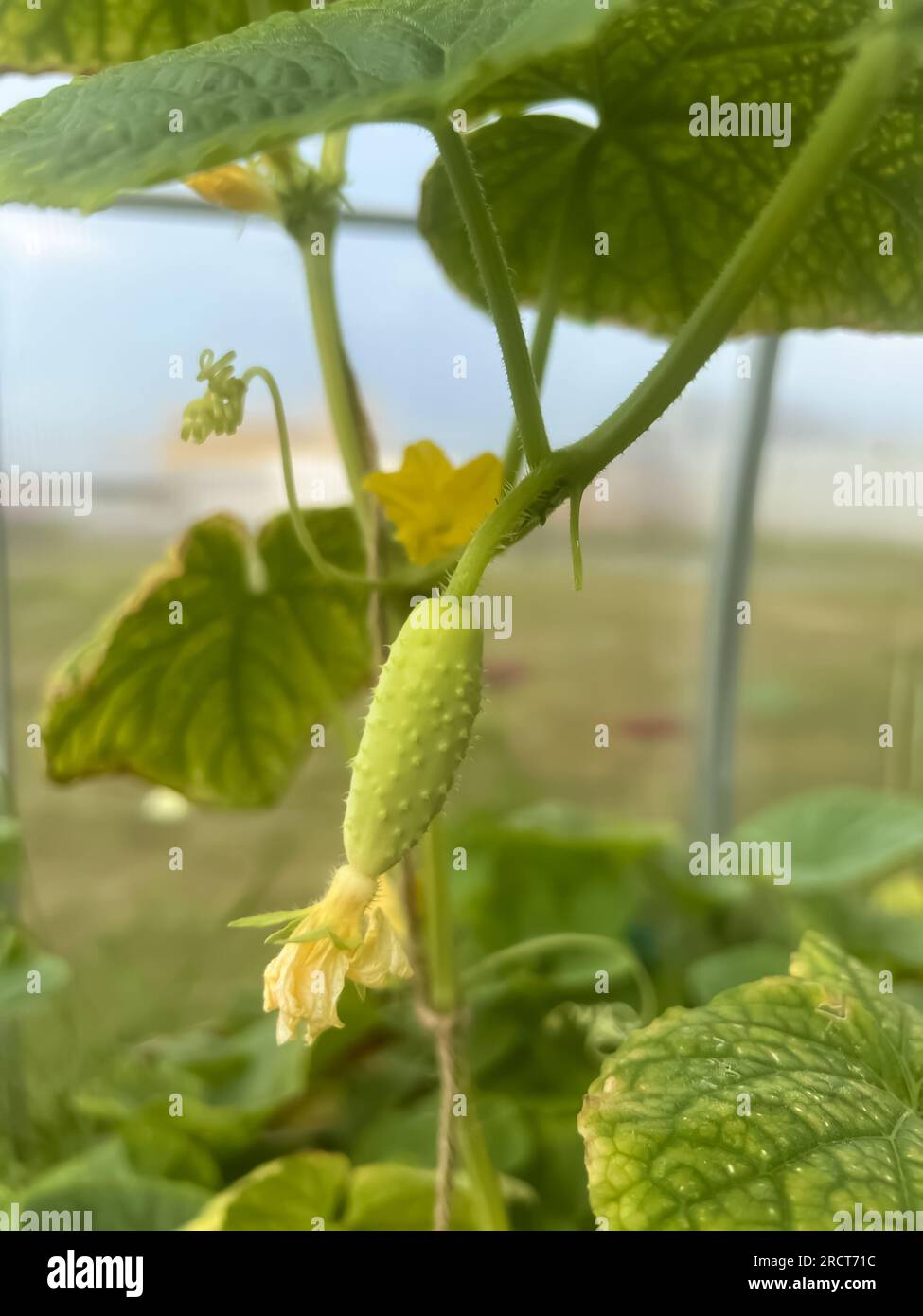 Variety of white cucumber grows in a greenhouse Stock Photo Alamy